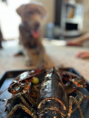 Westminster Superstore