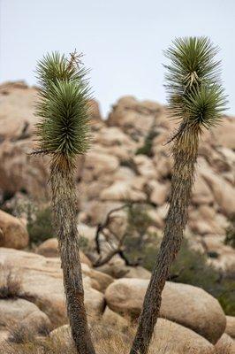 Barker Dam Nature Trail - Joshua Tree National Park