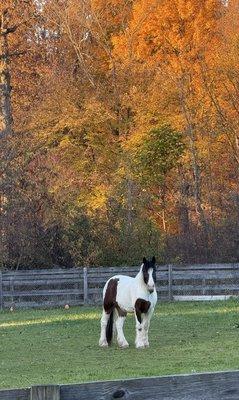 A Step Above Stables