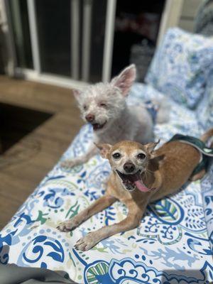 Little Doggie Paradise