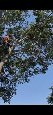 Branchin Off Tree Services