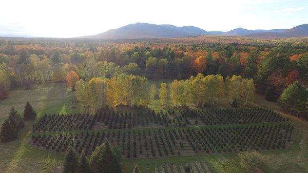 McClure's Tree Nursery