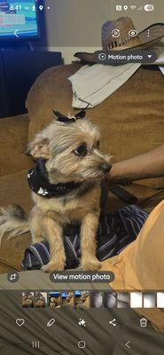 Fur-Ever Fuzzy Dog Grooming