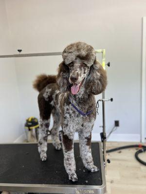 Poodle cuts available