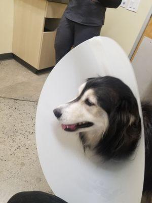 Scout in the cone of shame.