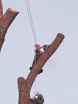 Gibsons Tree Service