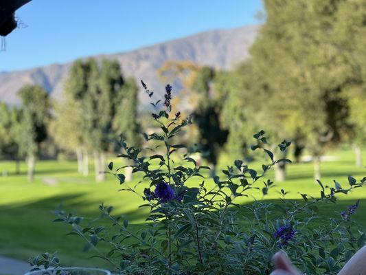 Pauma Valley Country Club