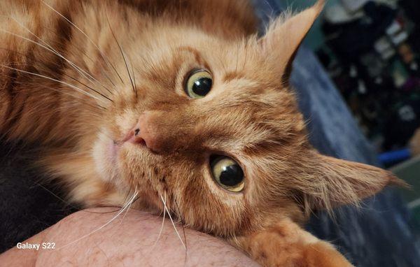 Hart Animal Hospital