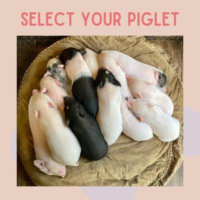 Your piglet comes to you neutered, spayed, vaccinated, dewormed, potty trained and MORE!
There is a $600 adoption fee.
