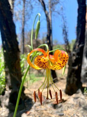 Mendocino National Forest
