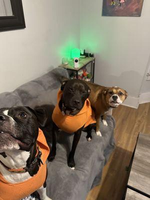 Brooke’s Pet Services