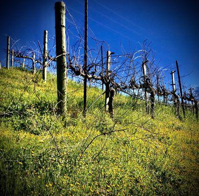 Byington Vineyard & Winery