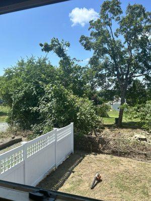 Vieira's Tree Service