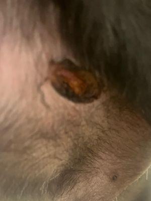 Mobile Pet Grooming Hollywood