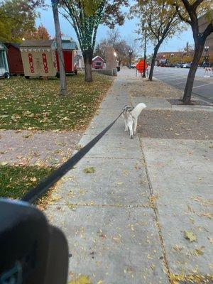 Just one of her daily walks.