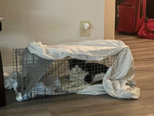 All Cats Veterinary Clinic