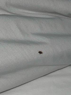 Motel 6 Seattle Airport