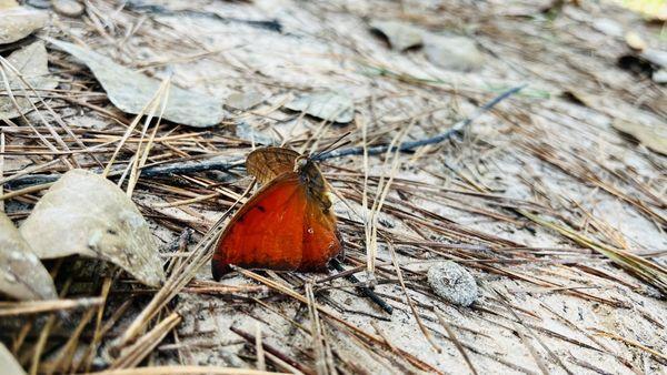 Little Cypress Creek Preserve