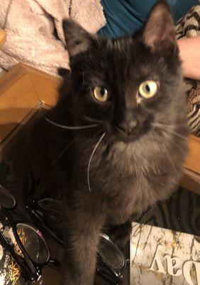 Woody's Pet Food Deli