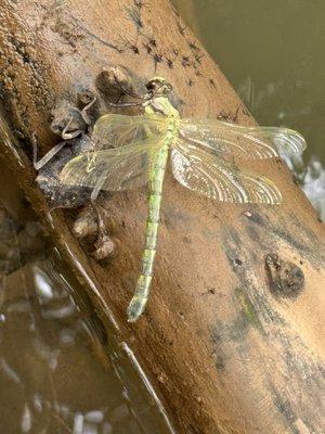 Five Mile Creek Canoe