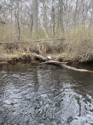Turtle on the side of the river