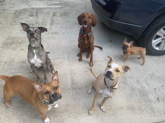 Ibis Animal Hospital