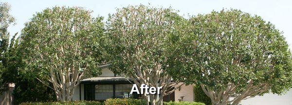 American Arbor Tree Service