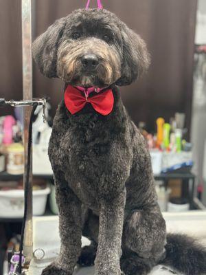 Chelita’s Grooming