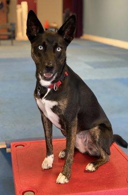 Assembly of the Wandering Shepherd