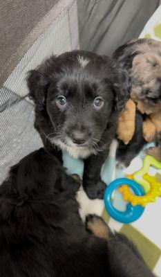 St. Francis Animal Clinic