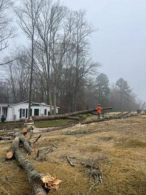 JLP Infrastructure - Tree Services