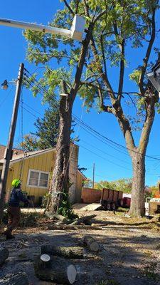 Alvarado Tree Services
