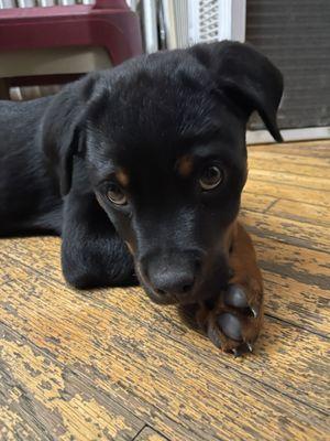 Pet Doctor of Flushing