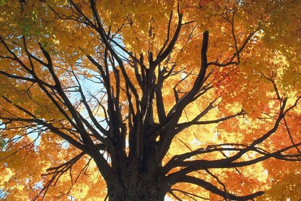 New Way Landscape & Tree Services