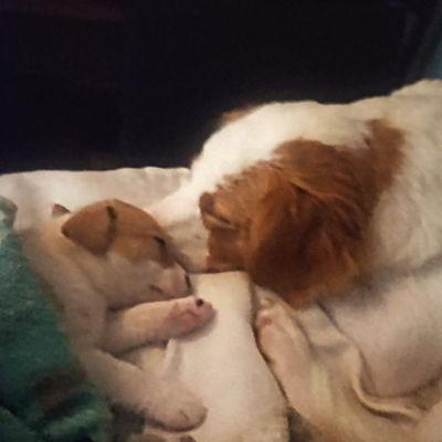 Animal Emergency of Gainesville