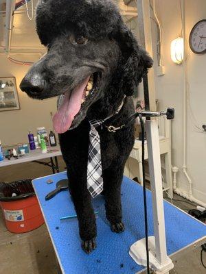 Mary’s Dog Grooming Studio