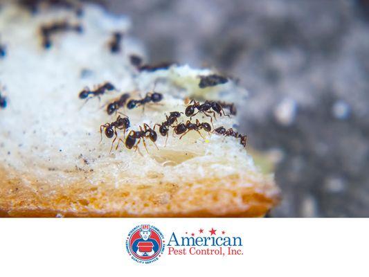 American Pest Control