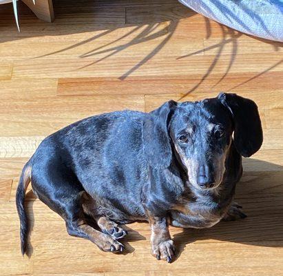 Angel Animal Hospital