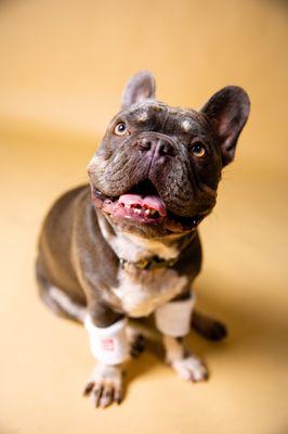 Blue French Bulldog Huk During His Basketball Photoshoot.
