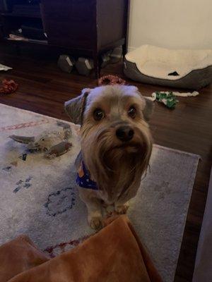 Chubby Puppy Pet Grooming