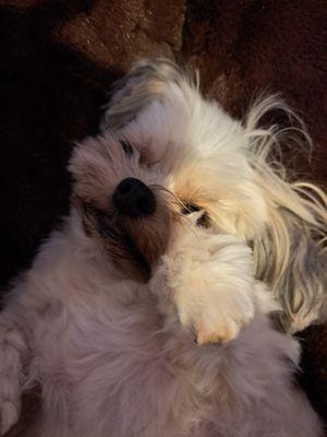 Veterinary Wellness Center of Green