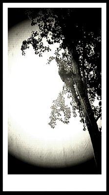 Tree Guys Tree Service