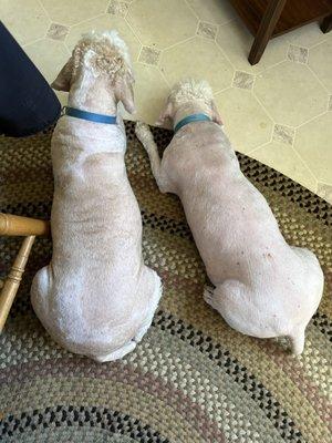 Annie's Purple Pet Services