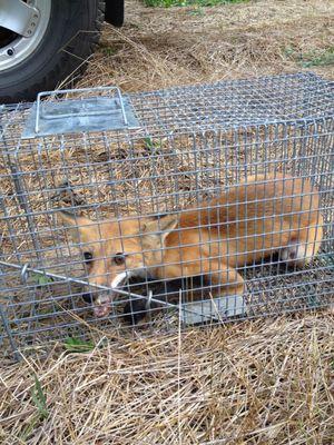 Atlanta Wildlife Solutions