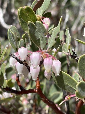 Flowering bushes