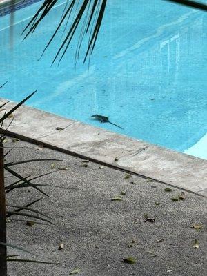 Palm Gate Apartments