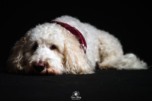 Sean Stacey Photography