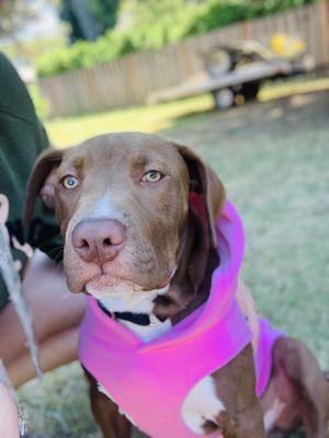 Indigo Rescue-Animal Rescue Consultation