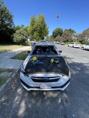 Windshield Doctor Auto Glass