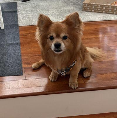 Terry's Top Dog Pet Salon